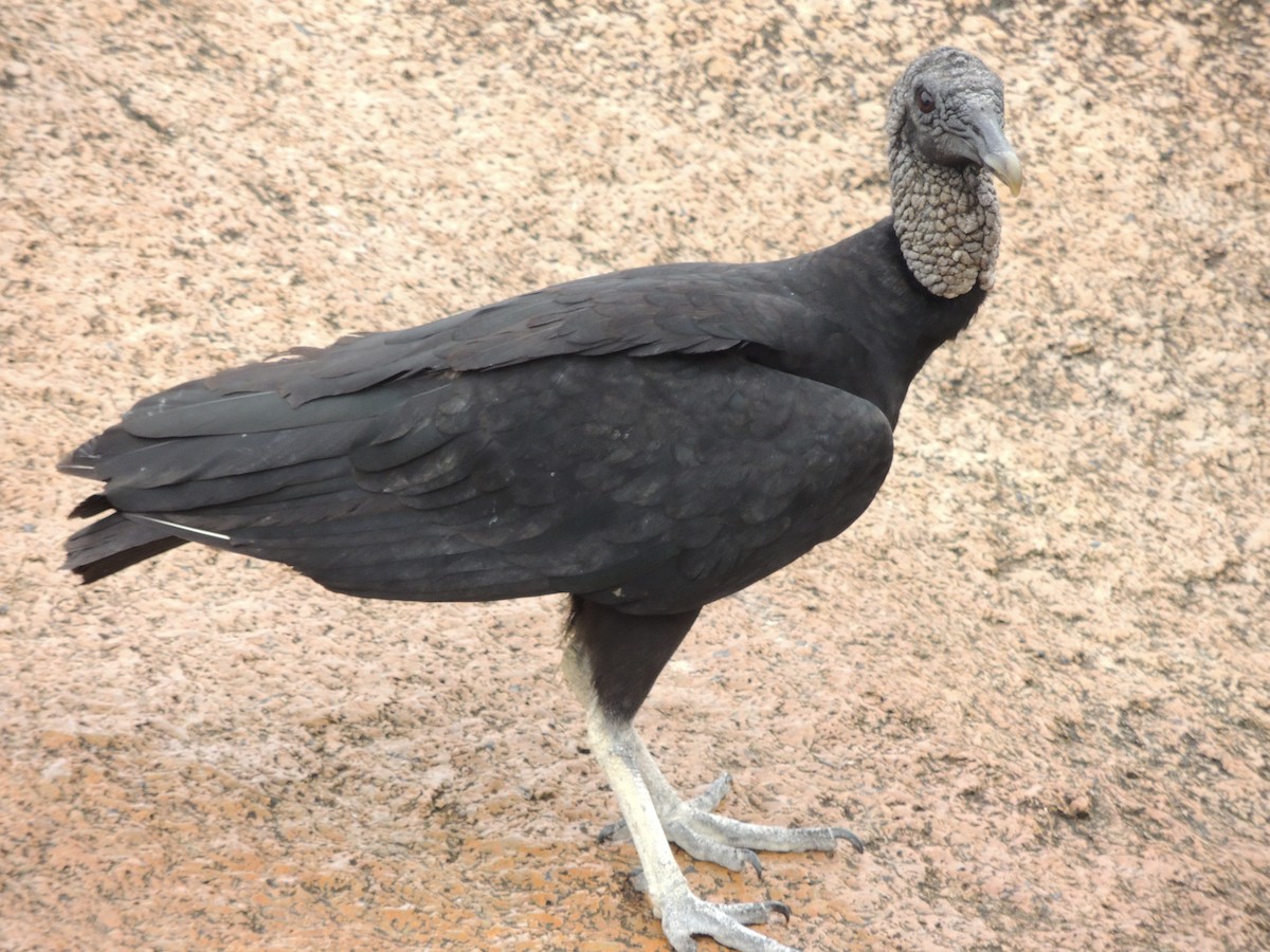 svartkondor - ML646910958