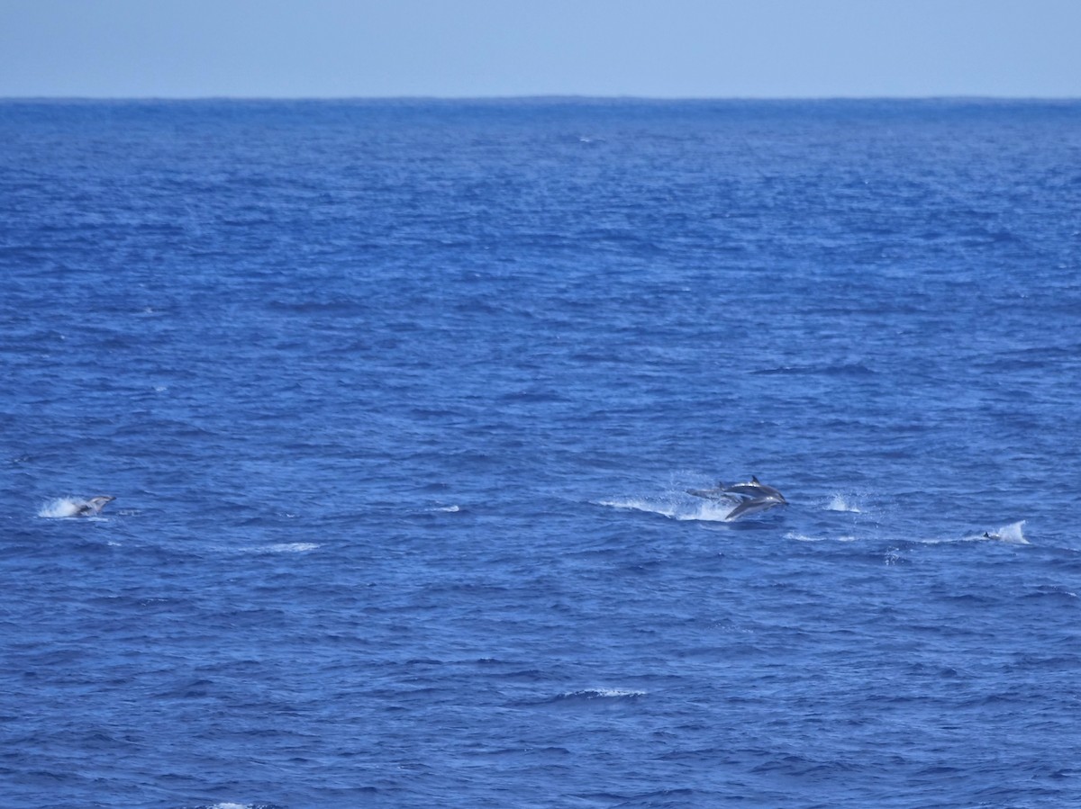 Striped Dolphin - ML646910959