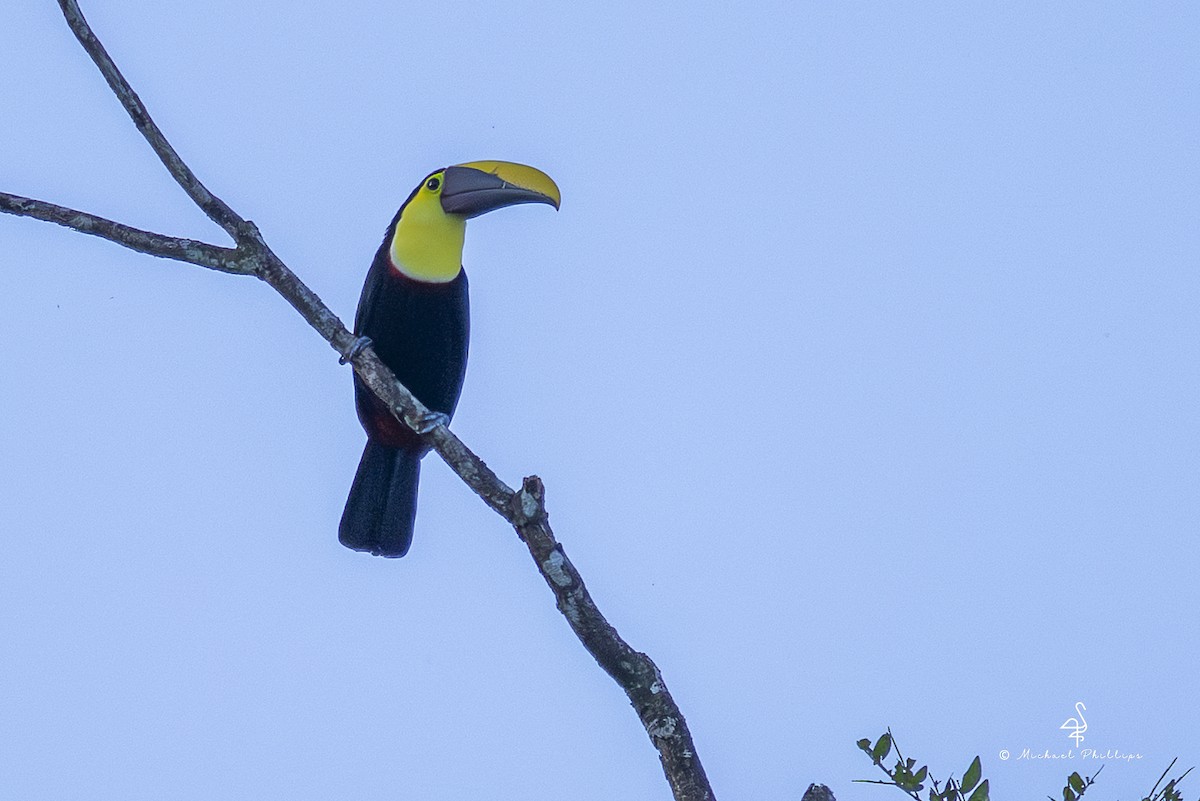 Тукан жовтошиїй - ML646910977