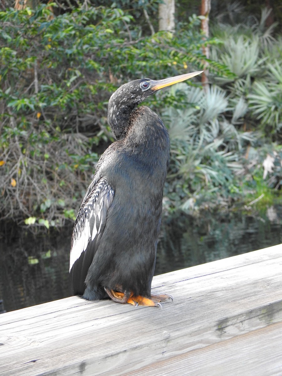 アメリカヘビウ - ML646910979