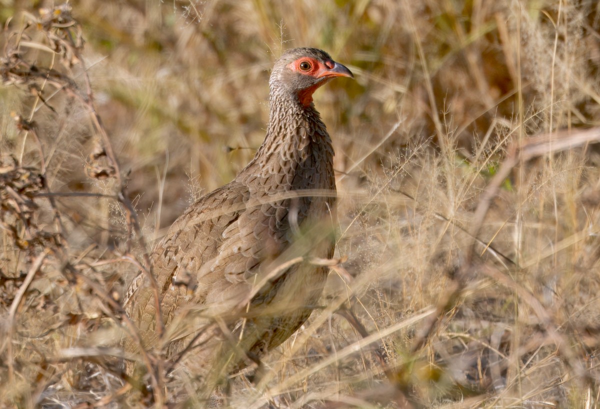 Swainson's Spurfowl - ML646910984