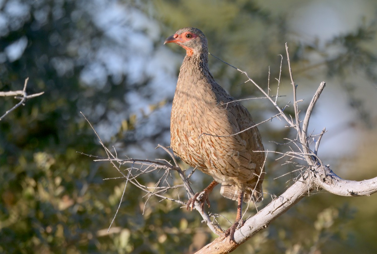 Swainson's Spurfowl - ML646910985