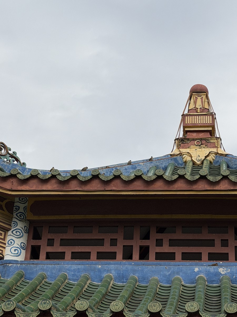 Gorrión Molinero - ML646910998