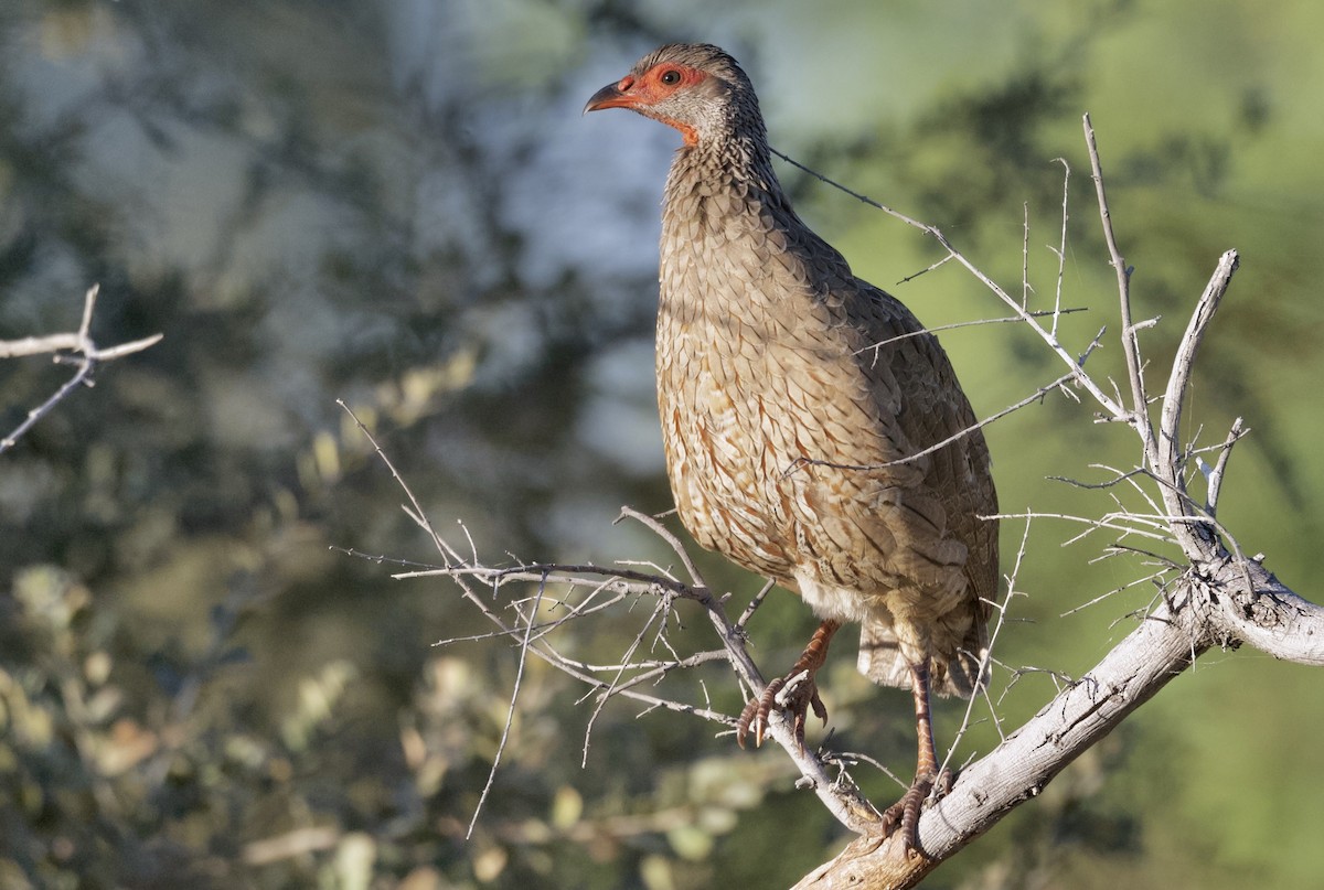 Swainson's Spurfowl - ML646910999