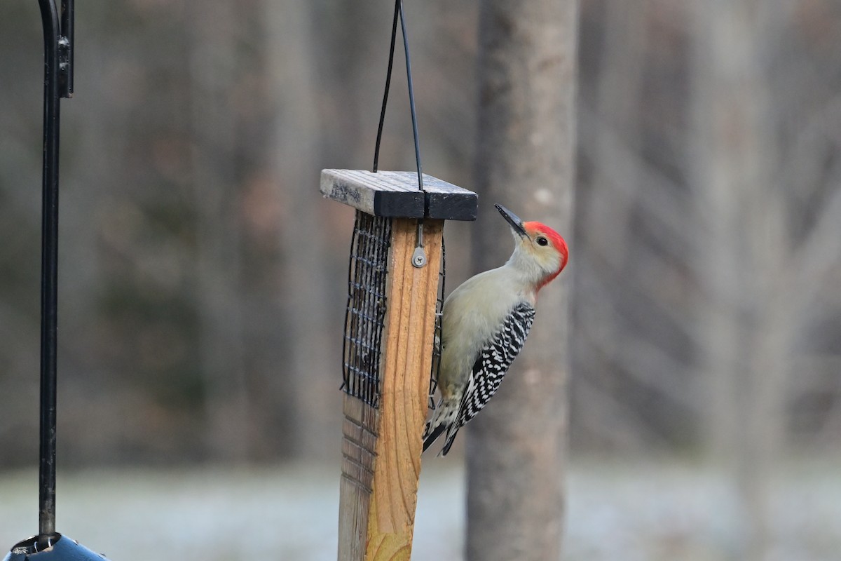 Red-bellied Woodpecker - ML646911001