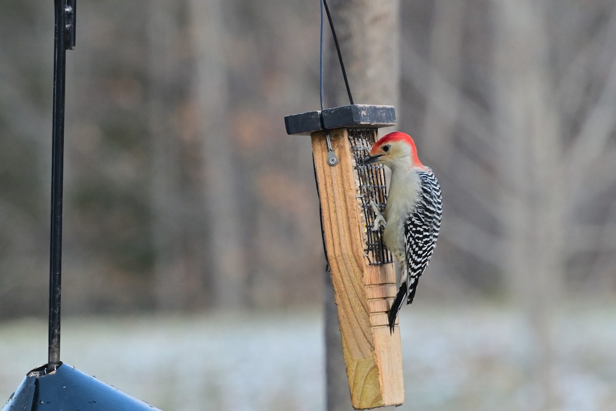 Red-bellied Woodpecker - ML646911003