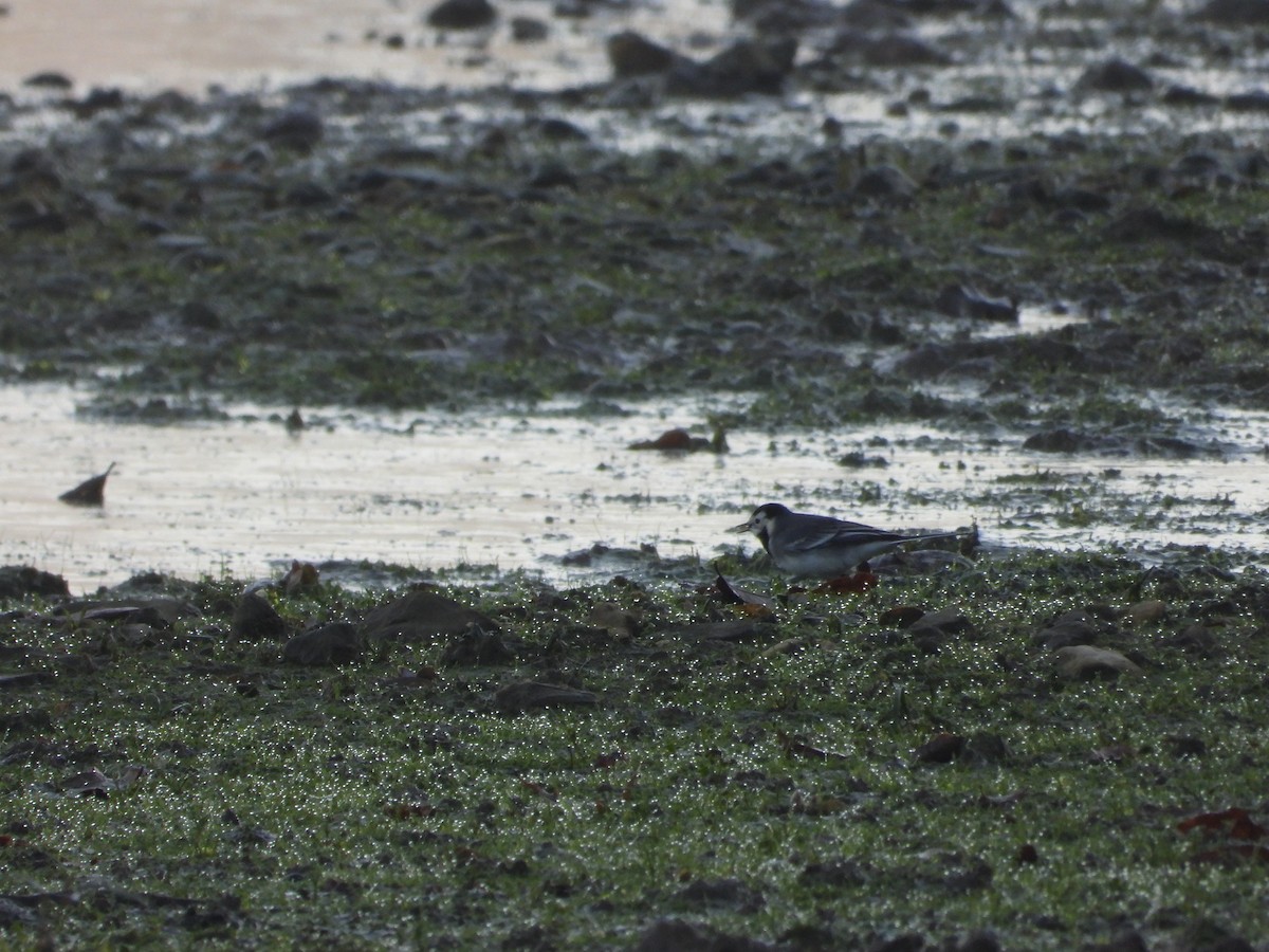 Ballerina bianca - ML646911005