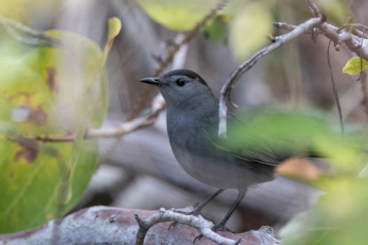 Gray Catbird - ML646911006