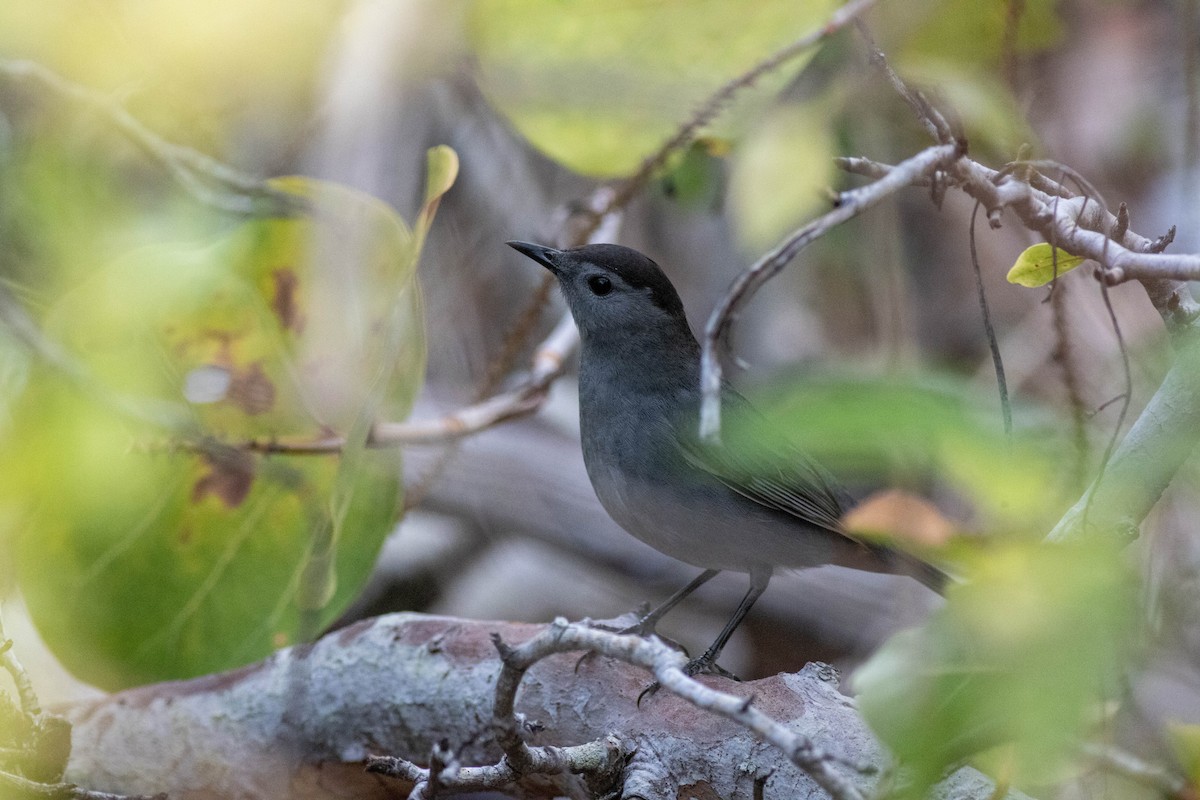 Gray Catbird - ML646911007