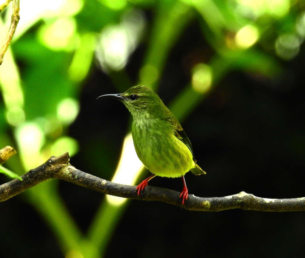Great Kiskadee - ML646911008