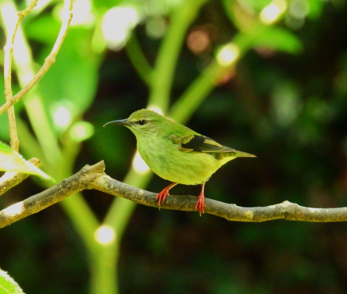 Great Kiskadee - ML646911009