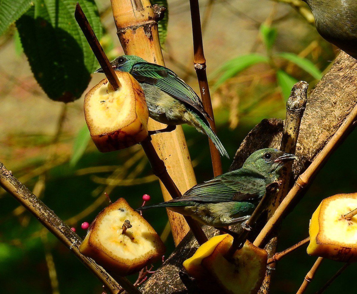 Palm Tanager - ML646911010