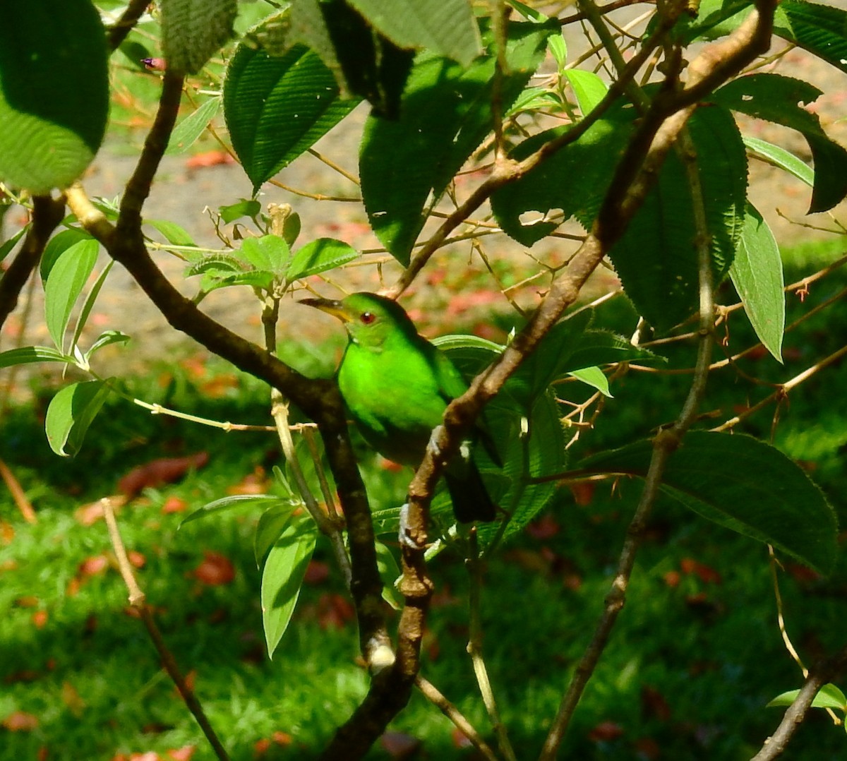 Green Honeycreeper - ML646911011