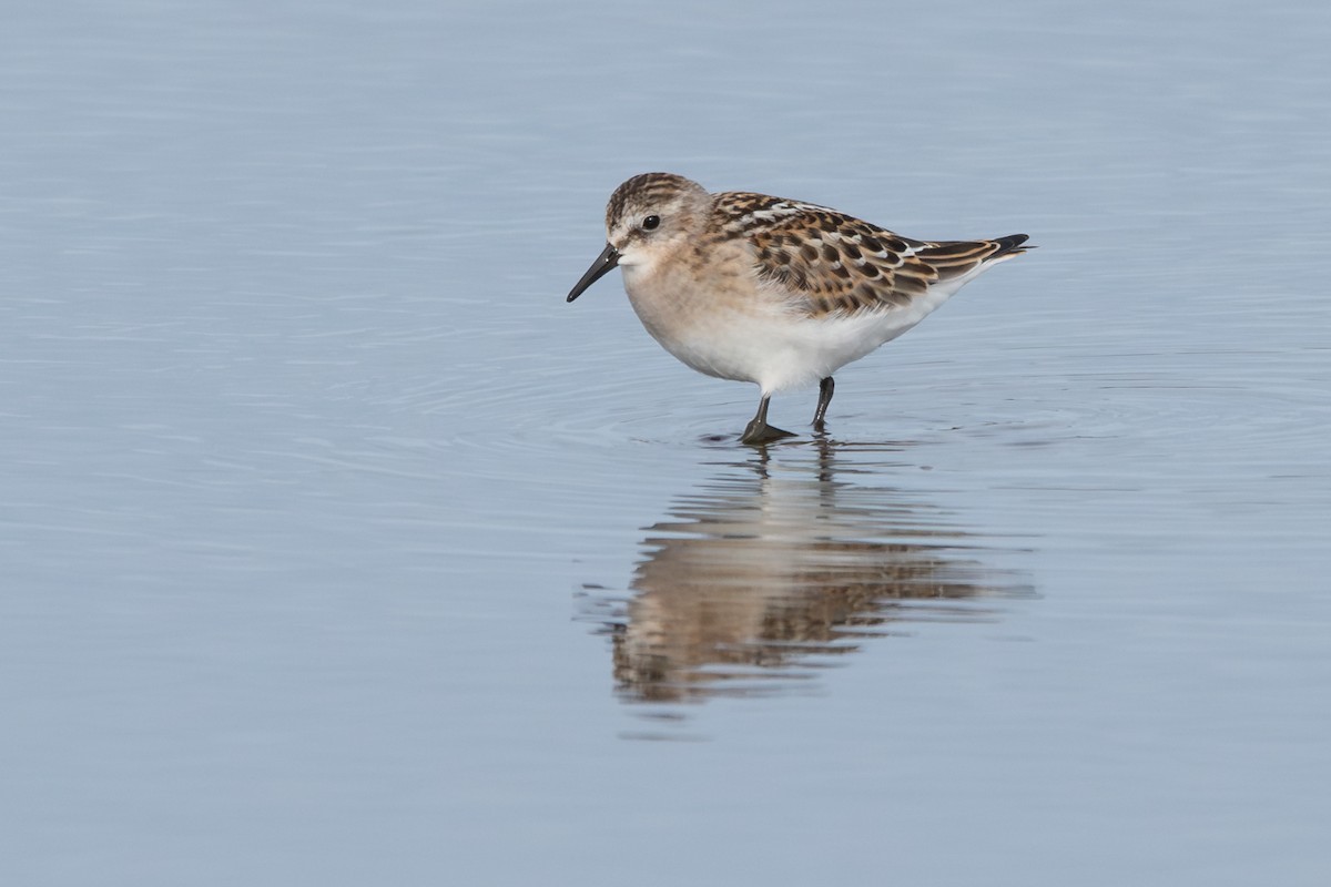 Gambecchio comune - ML646911013