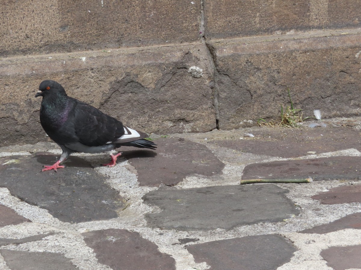 Piccione domestico - ML646911015