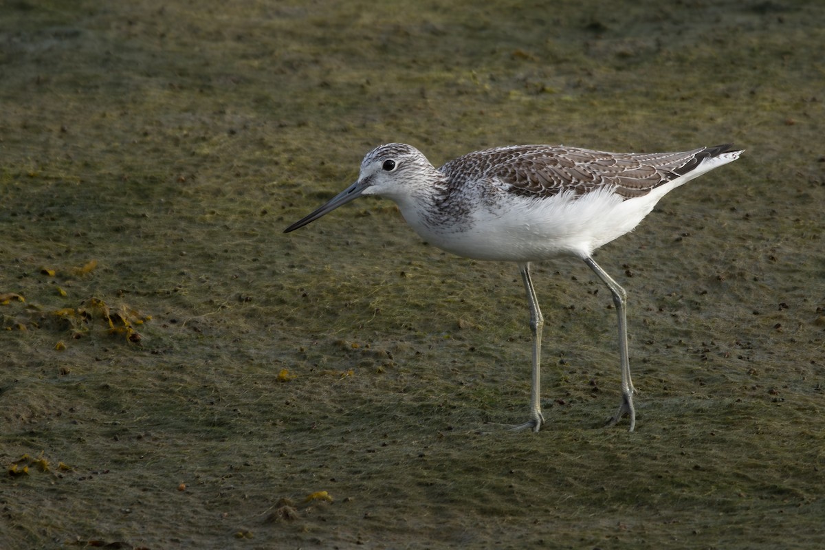 Pantana - ML646911016