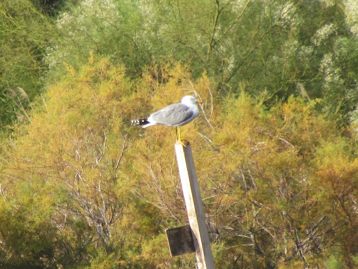 Gabbiano reale - ML646911021