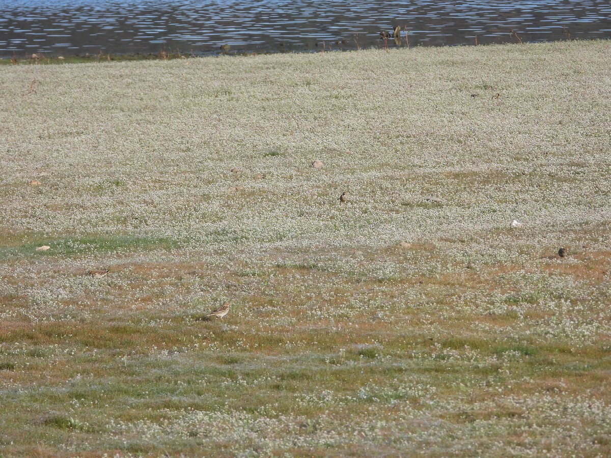 Pispola - ML646911022