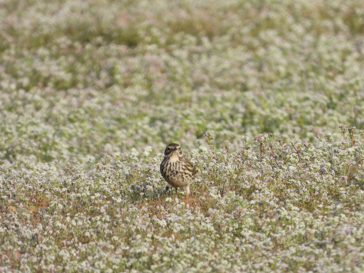 Pispola - ML646911023