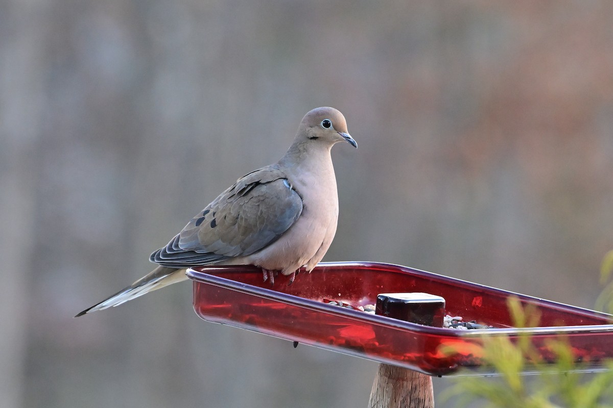 Mourning Dove - ML646911025