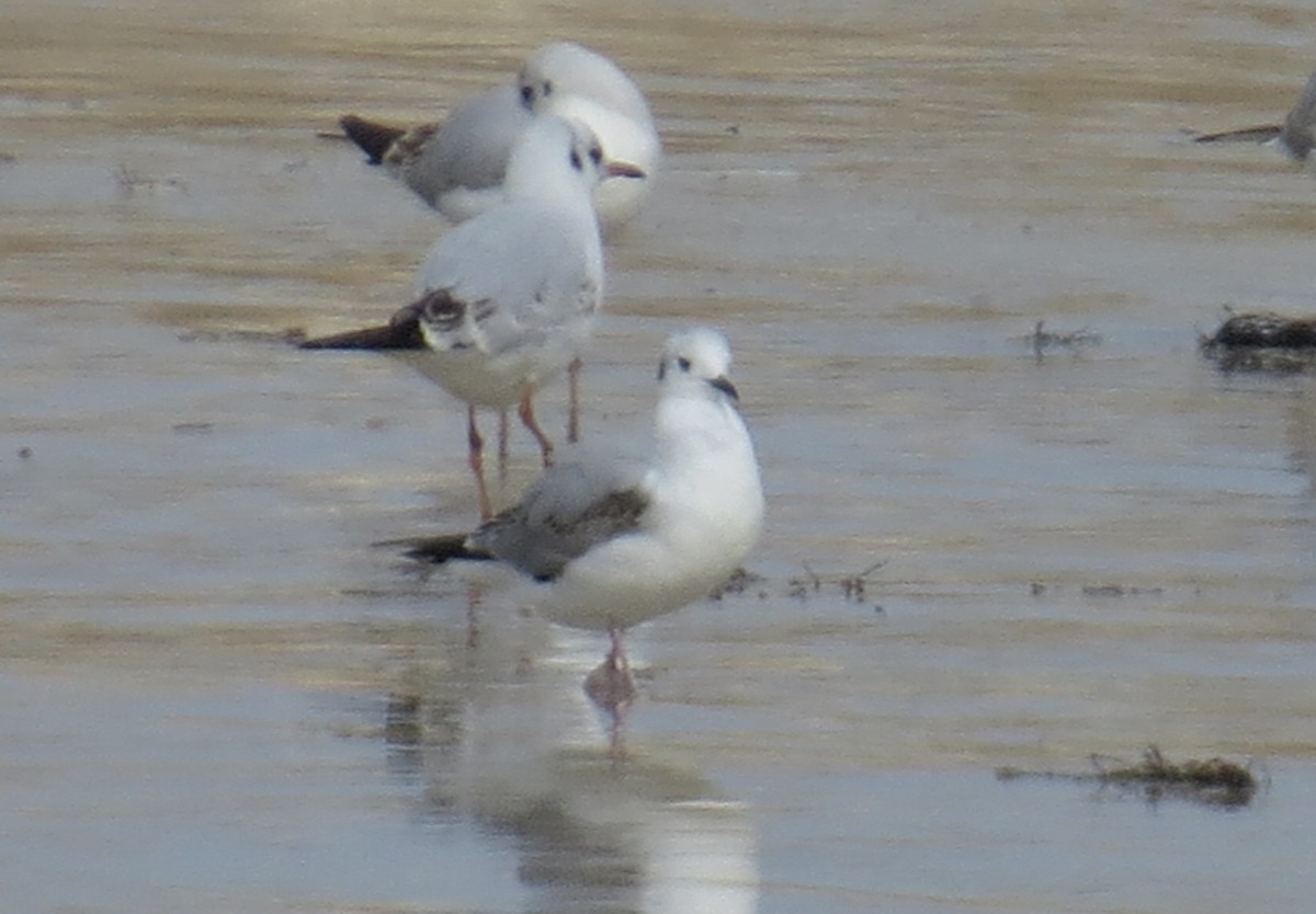 Gabbiano di Bonaparte - ML646911028