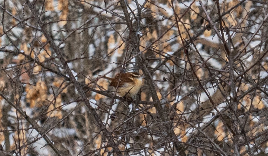 Carolina Wren - ML646911029