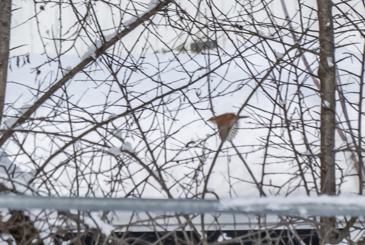 Carolina Wren - ML646911030