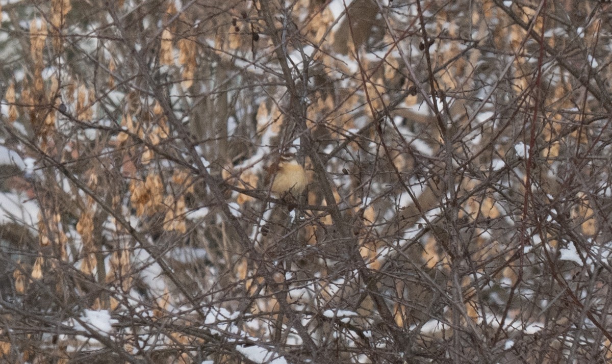 Carolina Wren - ML646911031