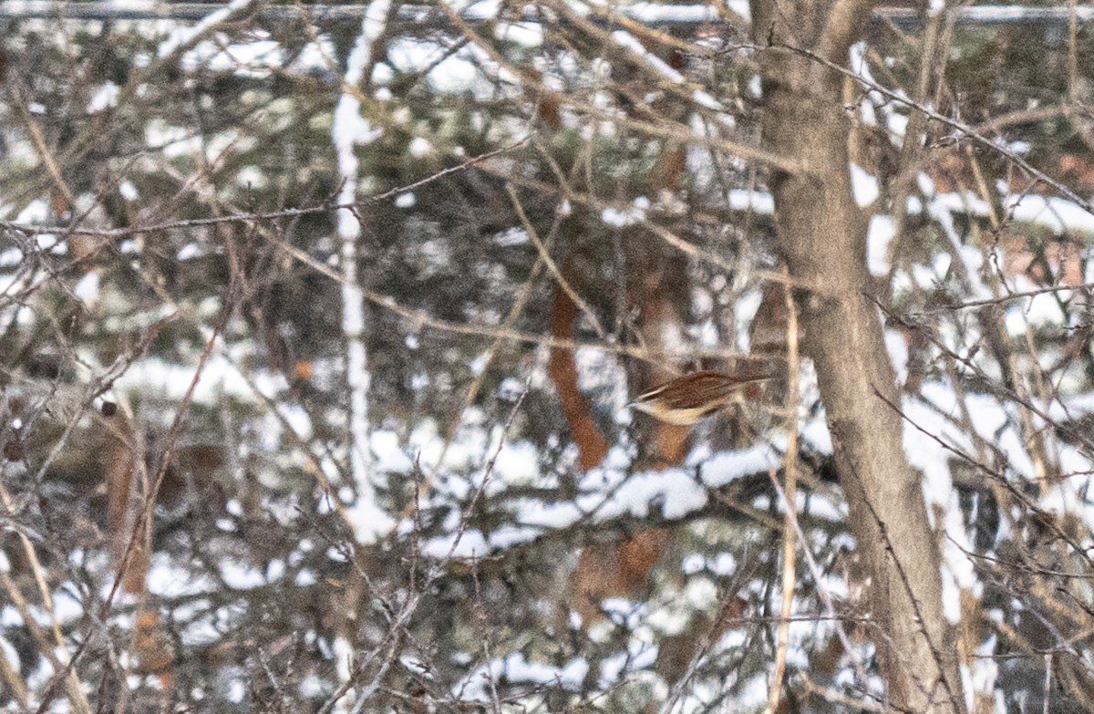 Carolina Wren - ML646911032