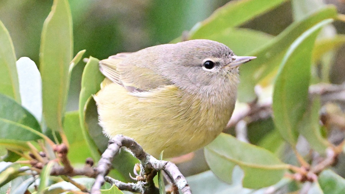 Orange-crowned Warbler - ML646911033