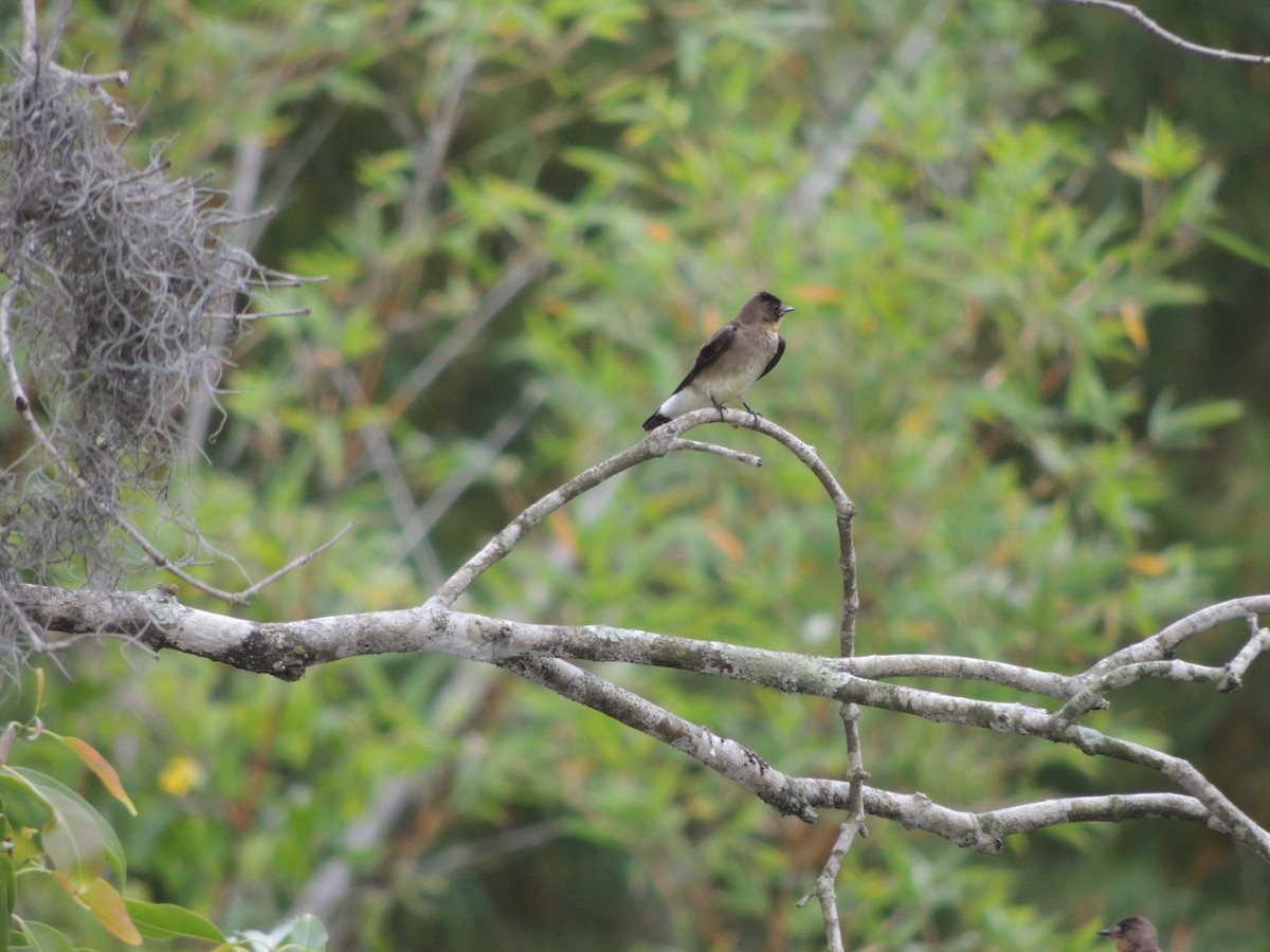 Southern Rough-winged Swallow - ML646911034