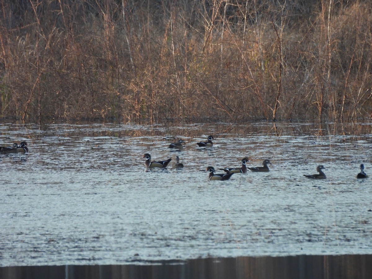 Anatra sposa - ML646911035