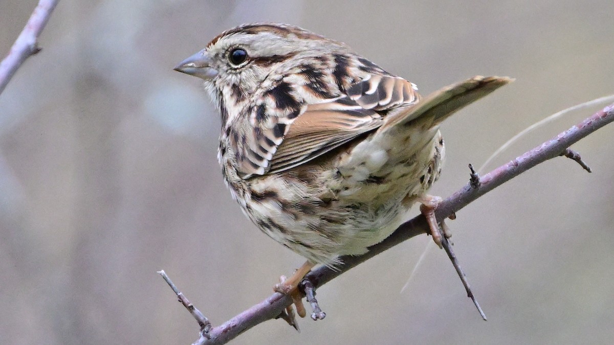 Song Sparrow - ML646911037