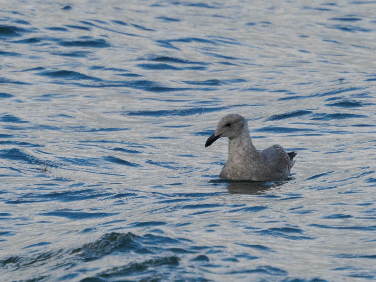 gull sp. - ML646911051