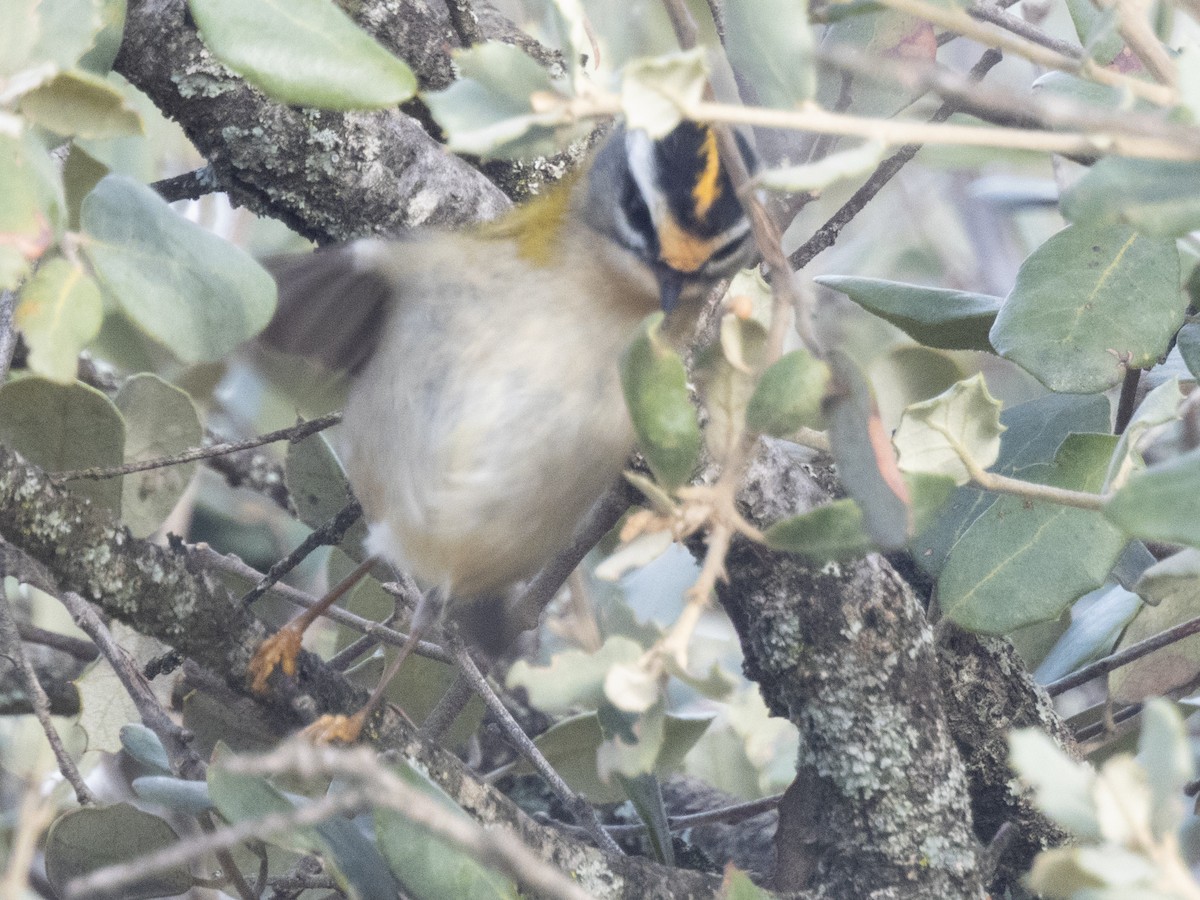 Красноголовый королёк - ML646911067