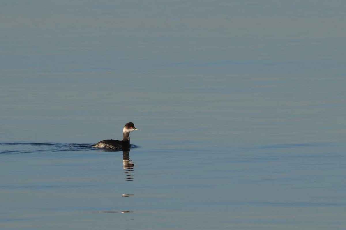 Eared Grebe - ML646911069