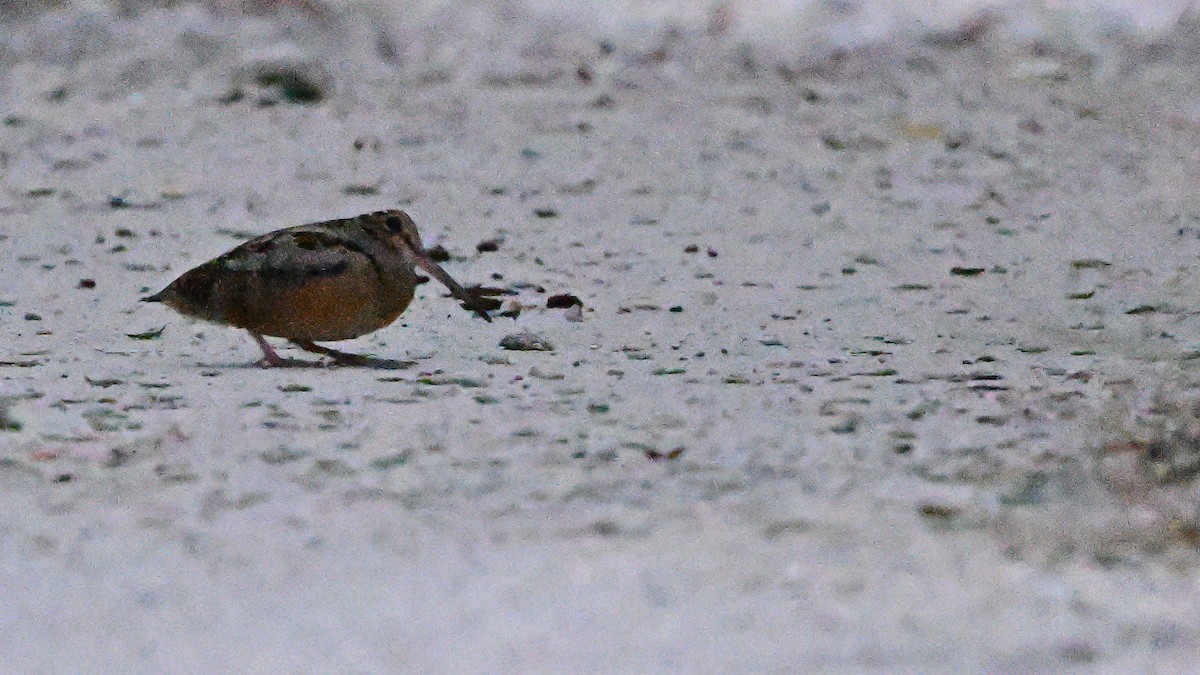 American Woodcock - ML646911070