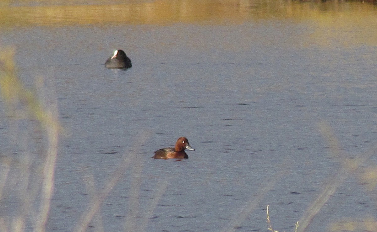 Ferruginous Duck - ML646911071