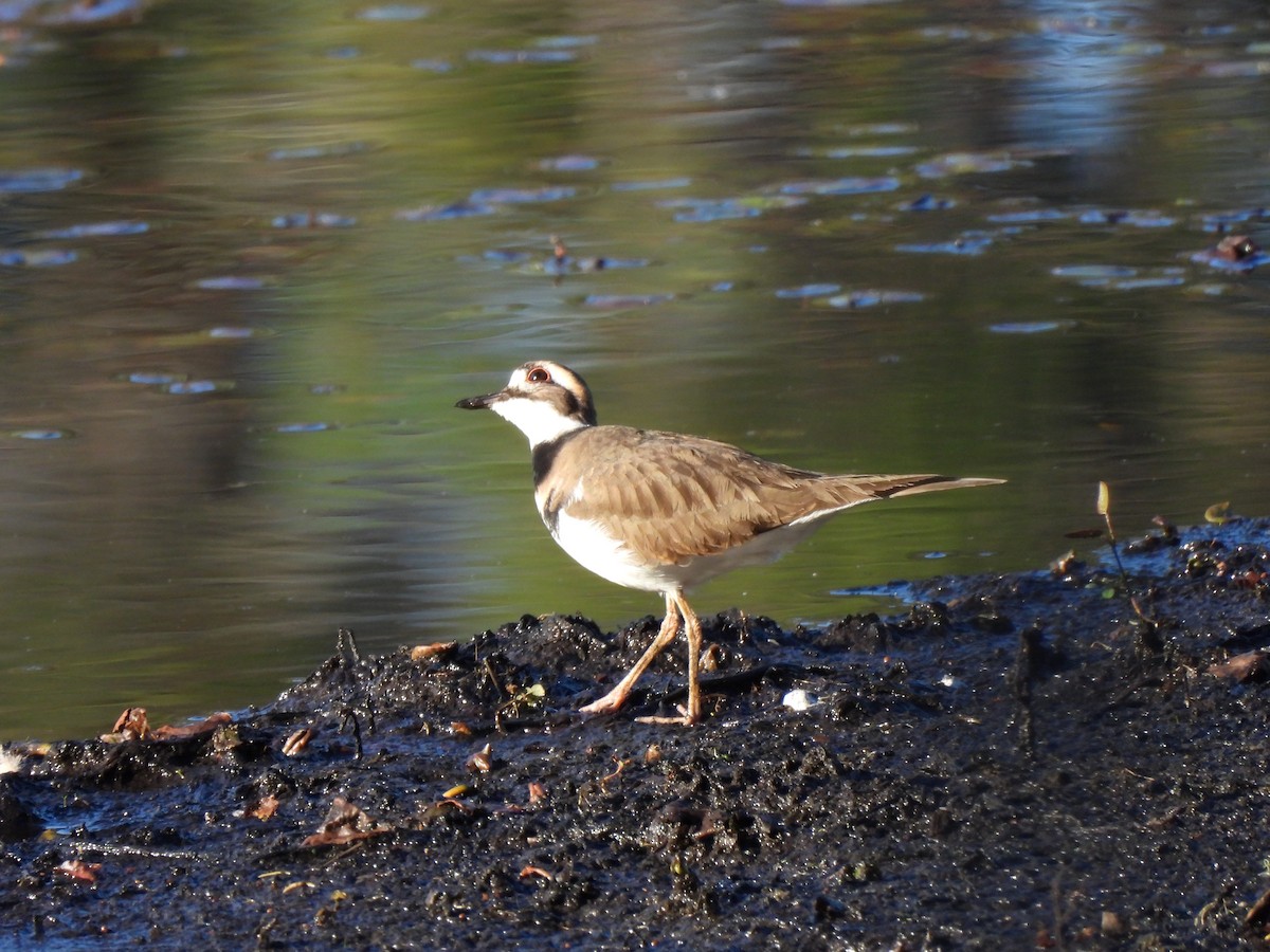Killdeer - ML646911081