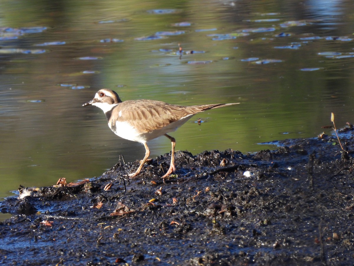 Killdeer - ML646911085