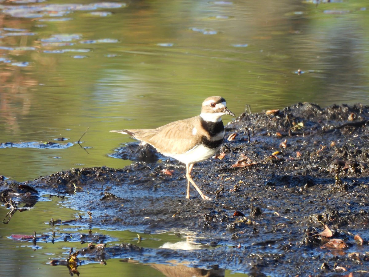 Killdeer - ML646911086