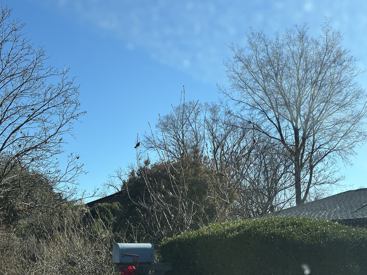 Passera oltremontana - ML646911092