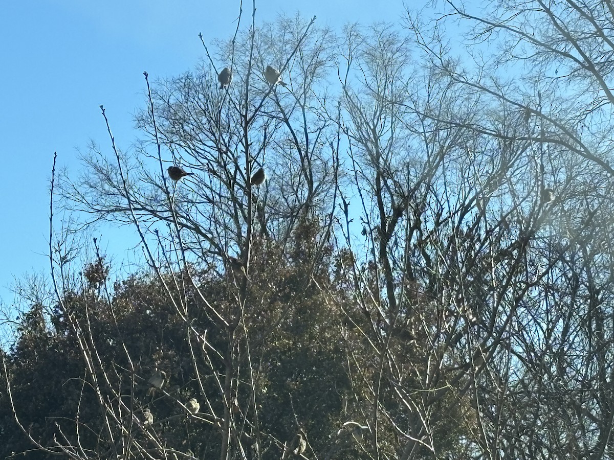 Passera oltremontana - ML646911093