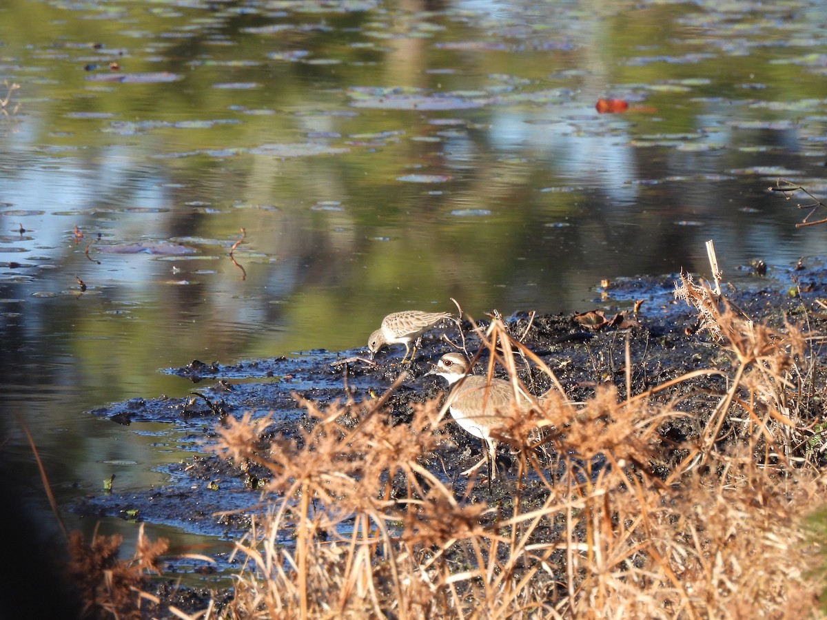 Least Sandpiper - ML646911095