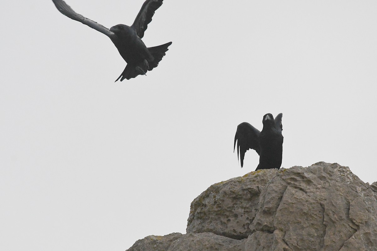 Common Raven - ML646911097