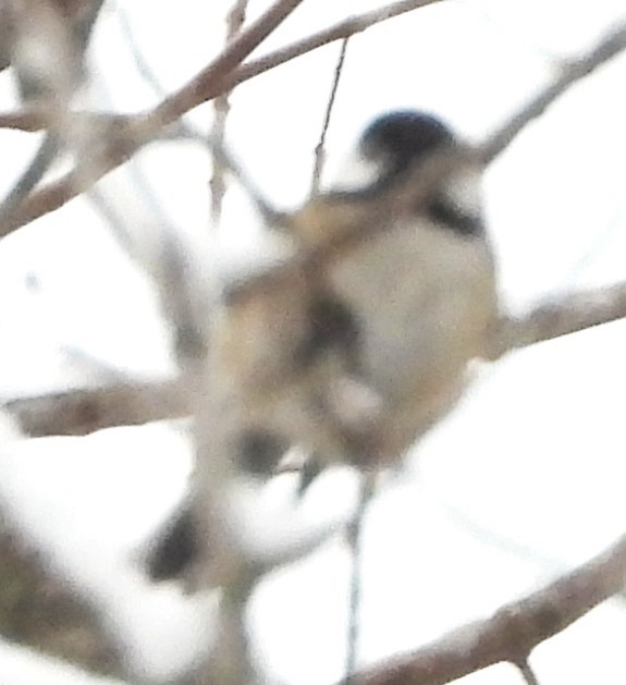 Black-capped Chickadee - ML646911098