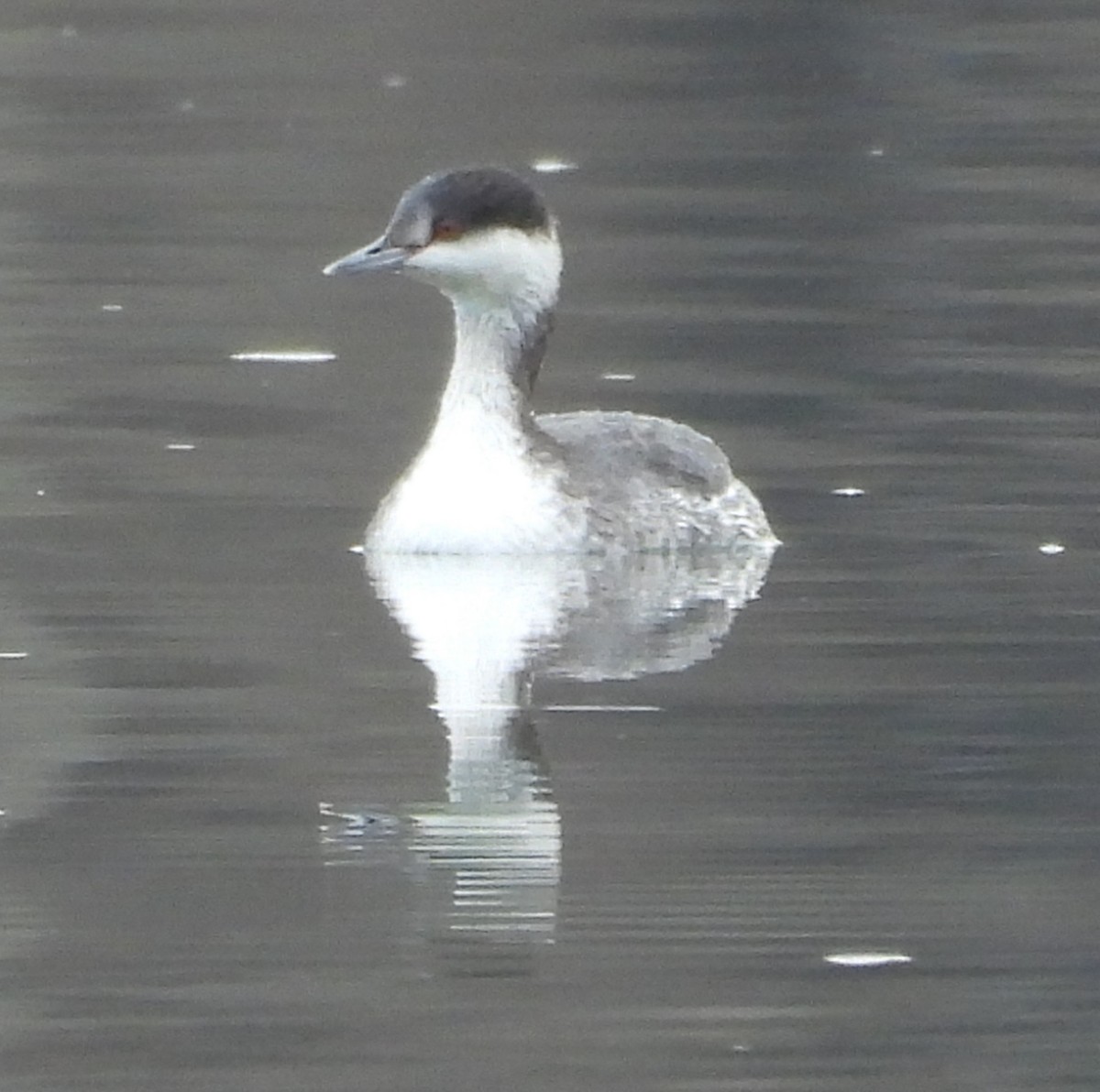 Horned Grebe - ML646911099