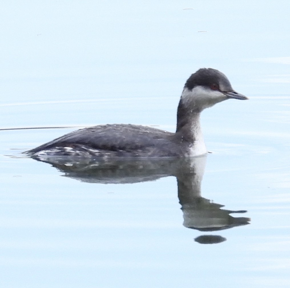Horned Grebe - ML646911101