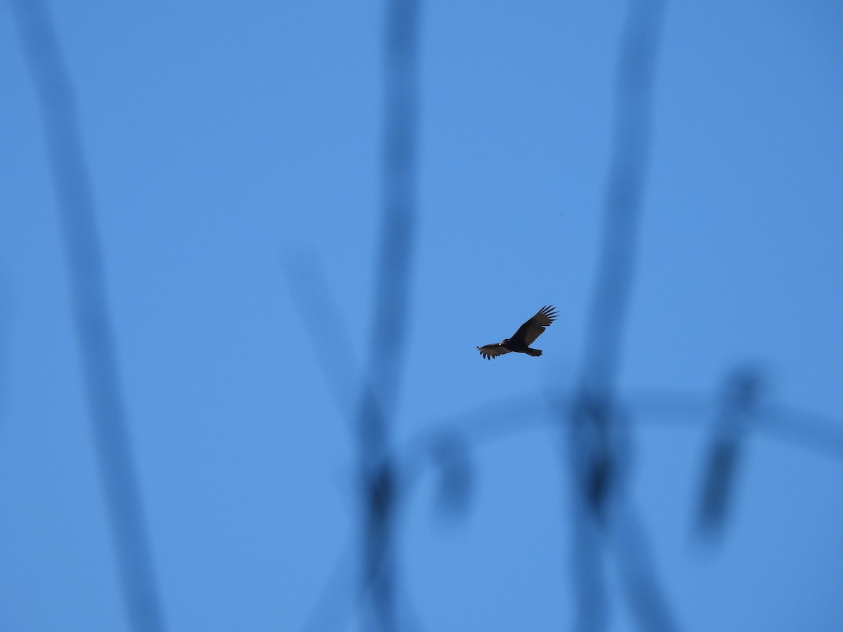 kalkunkondor - ML646911105