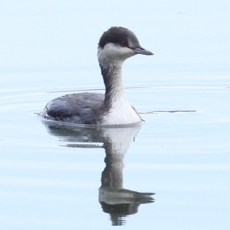 Horned Grebe - ML646911114